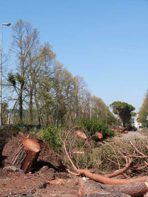 Lungarno Colombo con le ceppaie di pino domestico sradicate e divelte, residue dopo l'abbattimento delle piante pericolanti